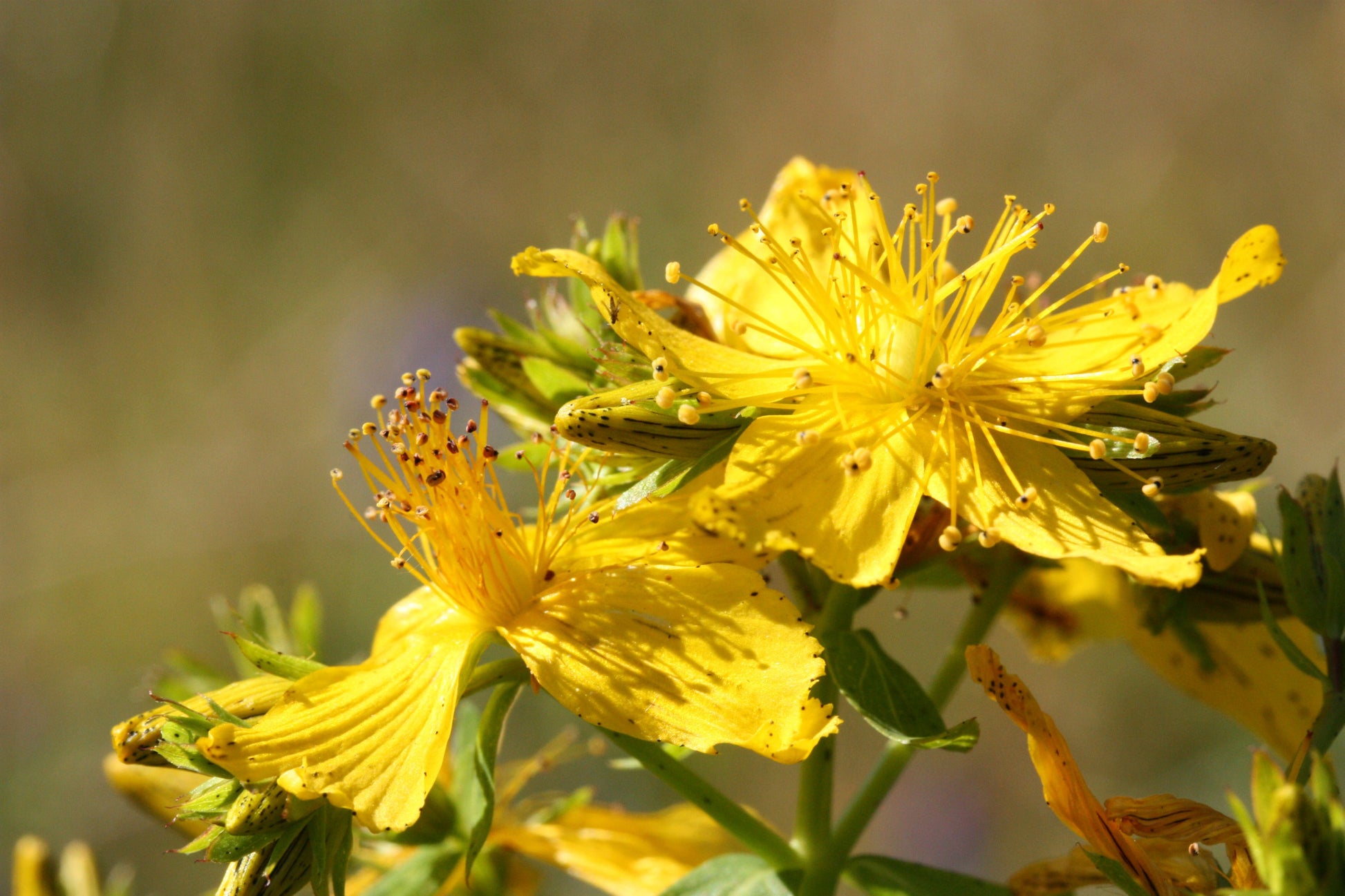 Detailaufnahme blühender Johanniskrautpflanze (Hypericum perforatum) bei Sonnenschein – Grundlage für naturreines Johanniskraut Hydrolat bio aus kontrolliert biologischem Anbau.