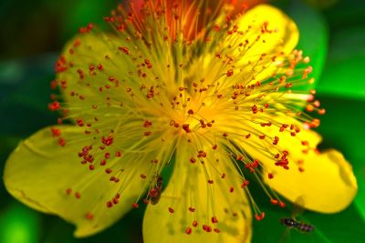 Johanniskrautblüte zur Gewinnung von Johanniskraut - ätherisches Öl