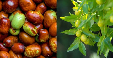Jojobaöl nativ bio - von ESSENCE - PUR | naturrein & hochwertig