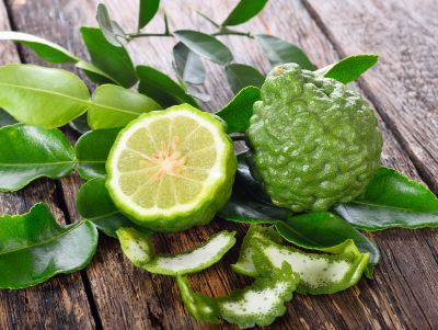 Kaffir-Limette zur Gewinnung von Petitgrain Combava bio (ätherisches Öl)
