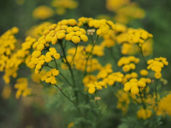 Kamille Atlas zur Gewinnung von Blue Tansy bio - blauer Rainfarm (Tanacetum annuum)