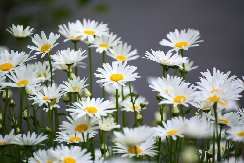 Kamillenblüten auf einer Wiese zur Gewinnung von Kamillenwasser bio (Kamillenhydrolat bio)