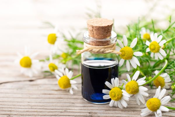 Kamillenblüten (Matricaria recutita) zur Gewinnung von Kamillenöl blau bio (ätherisches Öl)