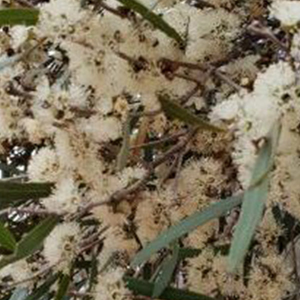 Kangaroo-Island-Eucalyptus-flowers-opt-1-rotated