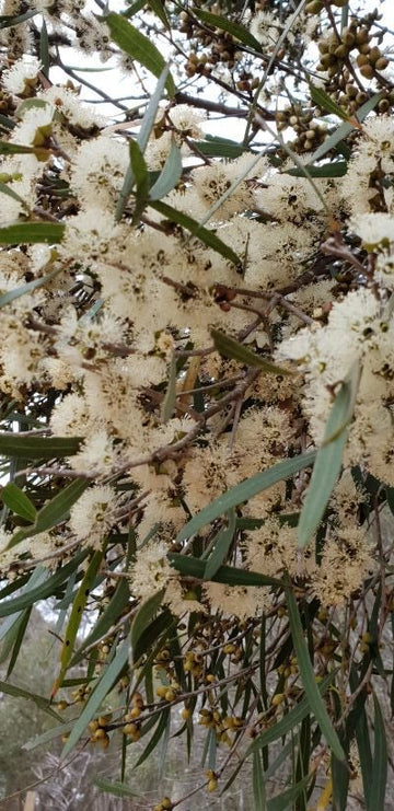 Eukalyptusöl cneorifolia (Kangaroo Island) - von ESSENCE - PUR | naturrein & hochwertig