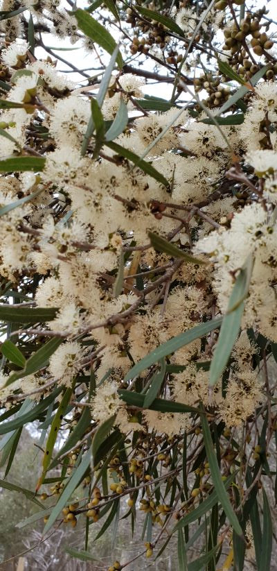 Blühender Eukalyptusbaum auf Kangaroo Island – Quelle für wertvolles ätherisches Eukalyptusöl