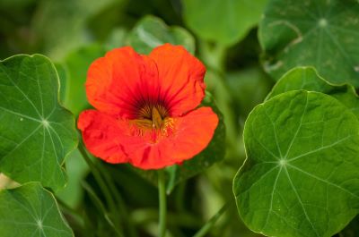 Blüte der Kapuzinerkresse zu Gewinnung von 100% Kapuzinerkresse Absolue in Bio-Qualität