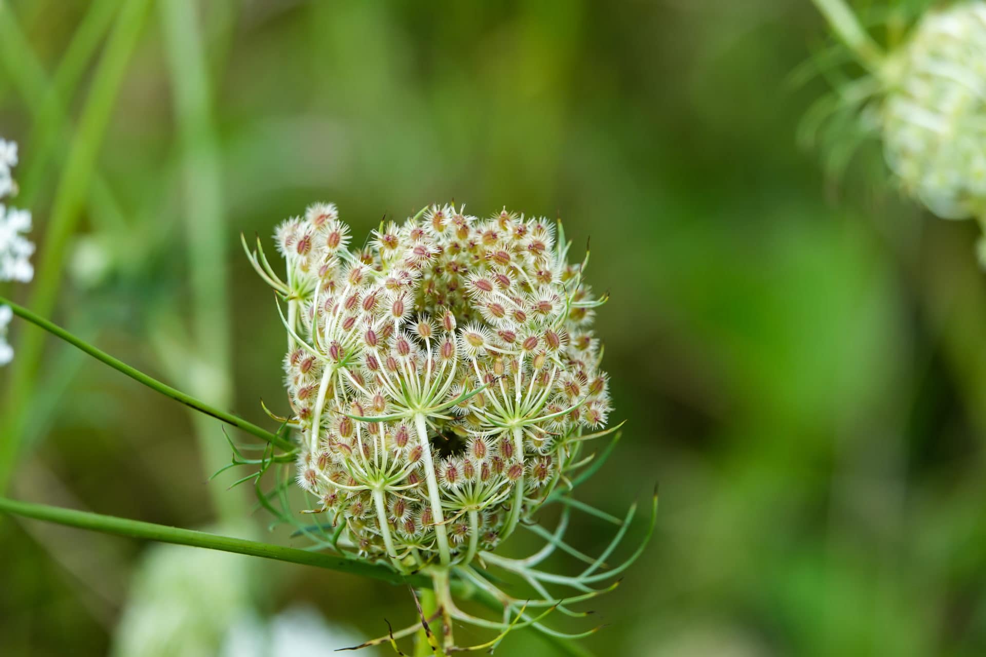 Karottensamen wild zur Gewinnung von Karottensamenöl bio (ätherisches Öl)