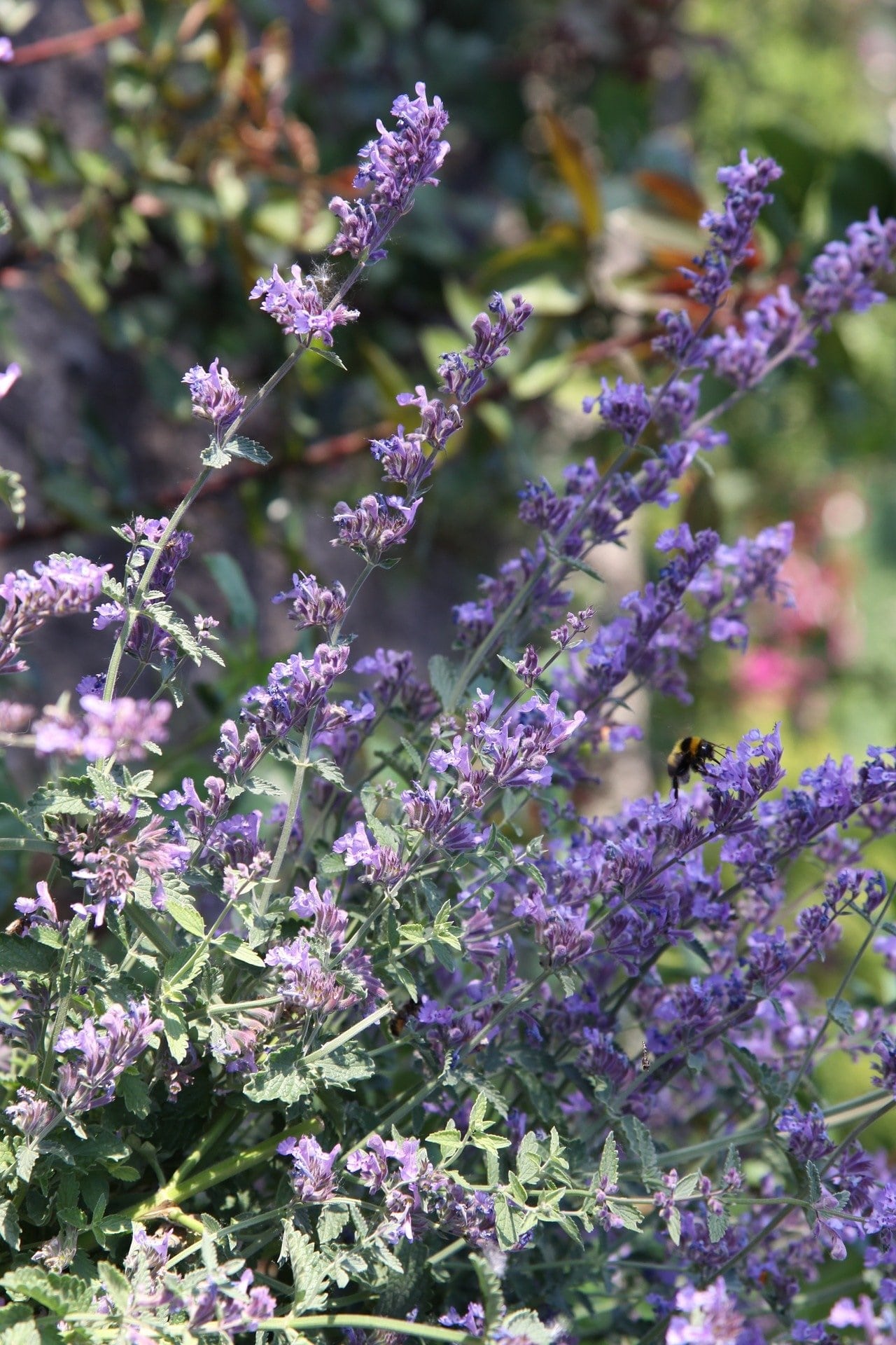 Nepeta cataria zur Gewinnung von Katzenminze - Nepeta cataria (ätherisches Öl)