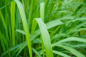 Jamarosa - Cymbopogon khasianus (ätherisches Öl) - von ESSENCE - PUR | naturrein & hochwertig