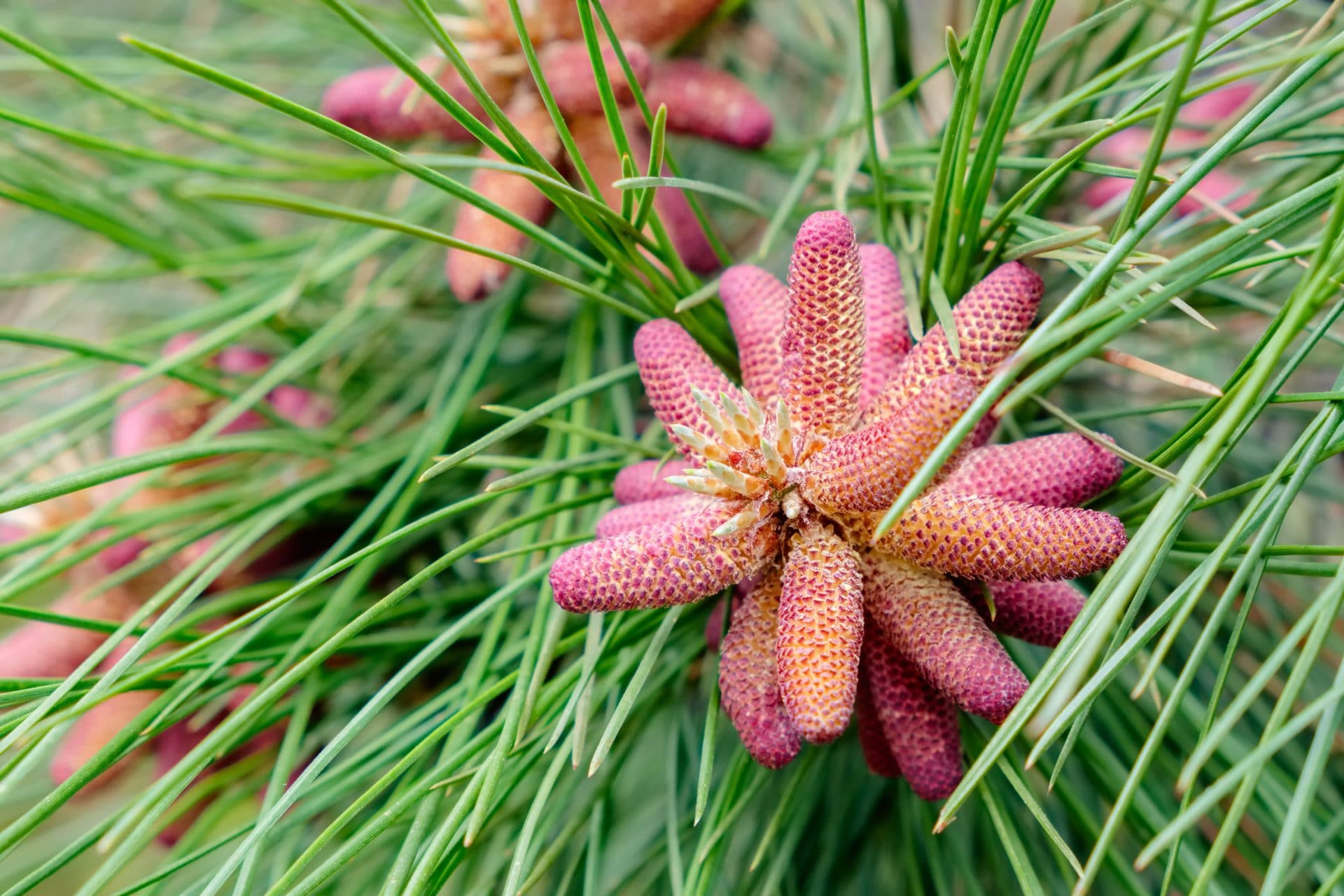 Rote Kiefer zur Gewinnung von Rotkiefernöl (pinus resinosa)