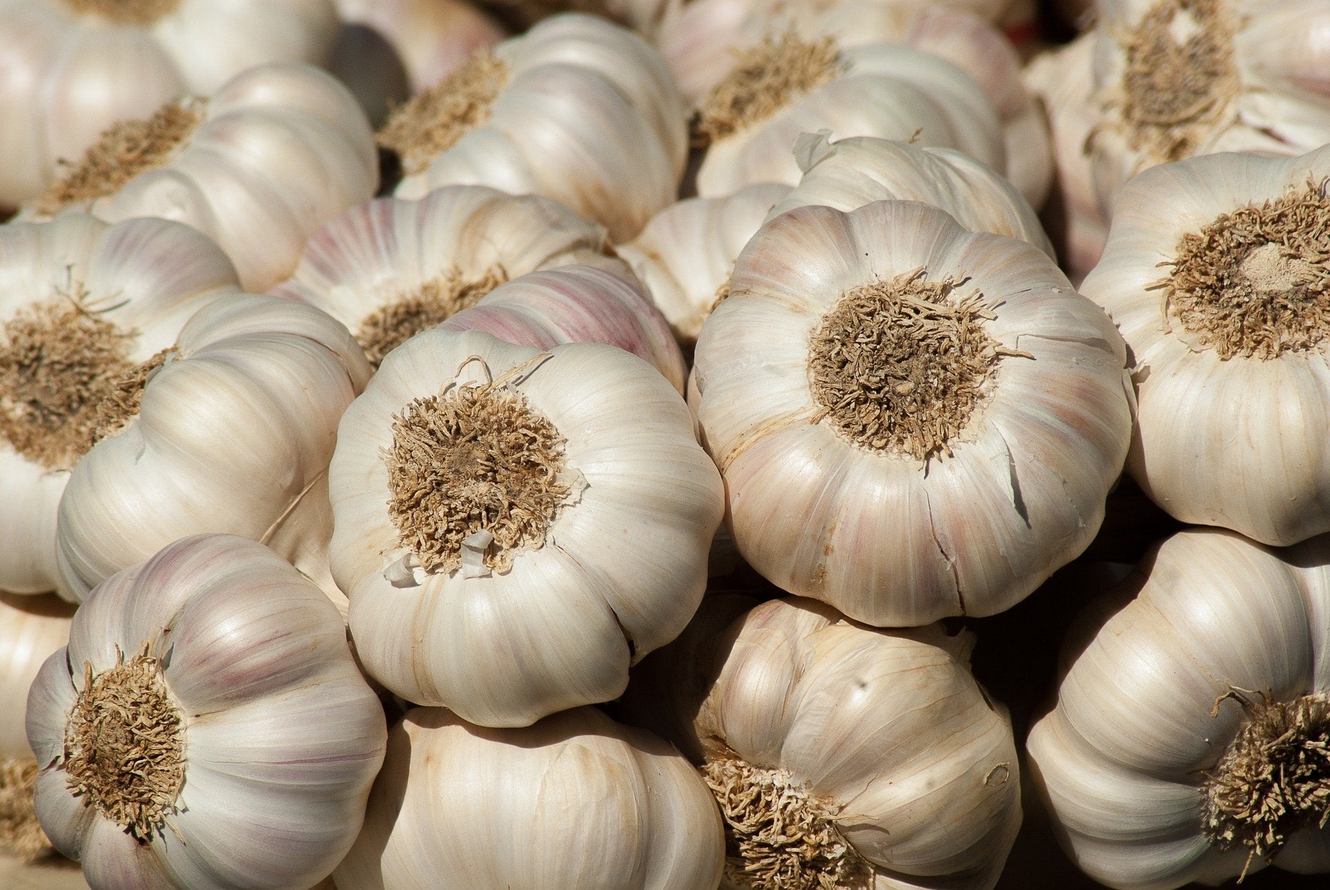 Knoblauchknollen zur Gewinnung von Knoblauchöl bio (ätherisches Öl)