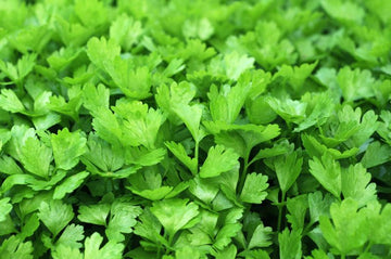 Korianderblätter bio - Cilantro (ätherisches Öl) - von ESSENCE - PUR | naturrein & hochwertig