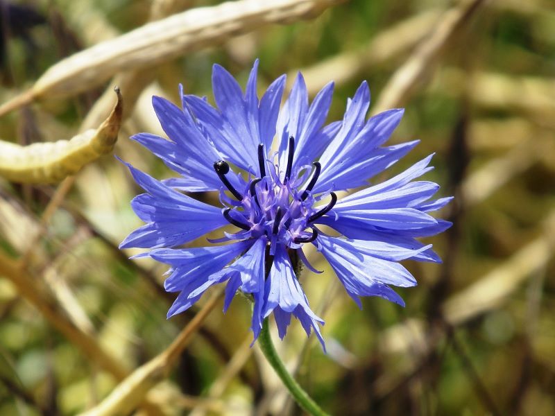 Nahaufnahme einer Kornblume zur Gewinnung von Kornblumenwasser (Kornblumenhydrolat)