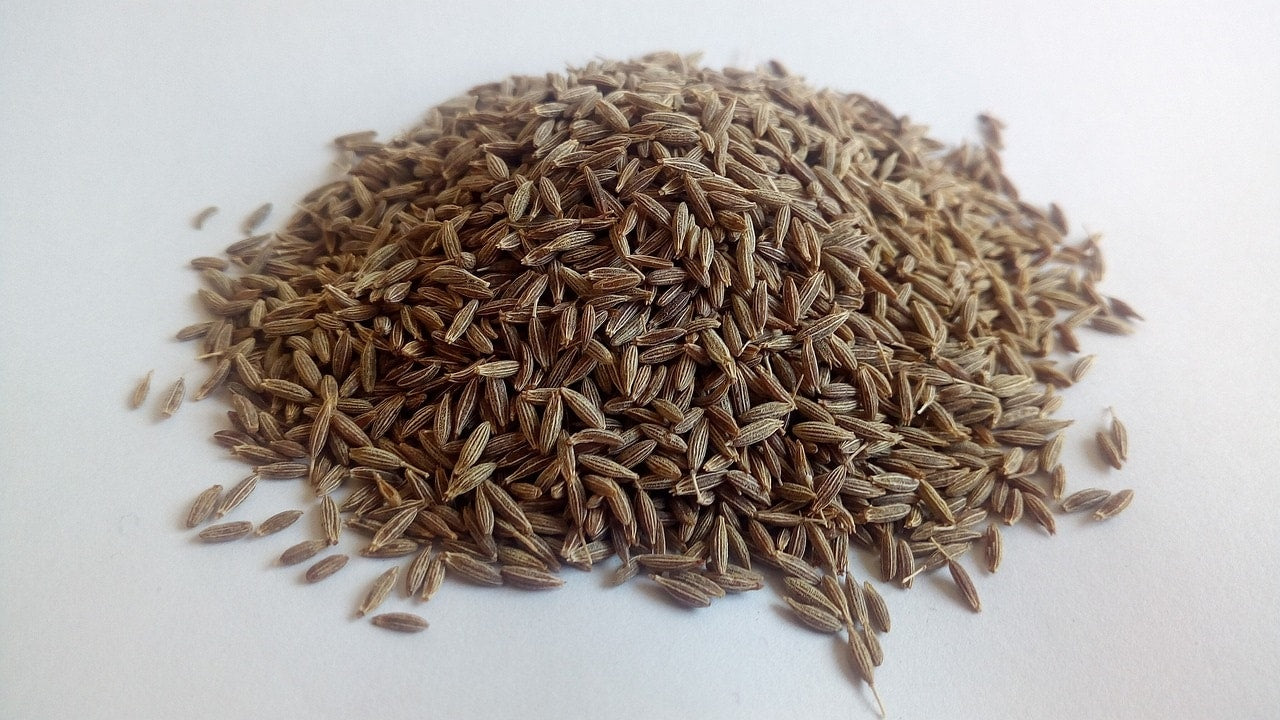 Kreuzkümmel_cumin zur Gewinnung von Kreuzkümmel bio (ätherisches Öl)