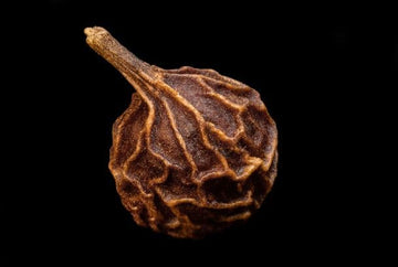 Kubebenpfefferöl (Piper cubeba) aus Indonesien - von ESSENCE - PUR | naturrein & hochwertig