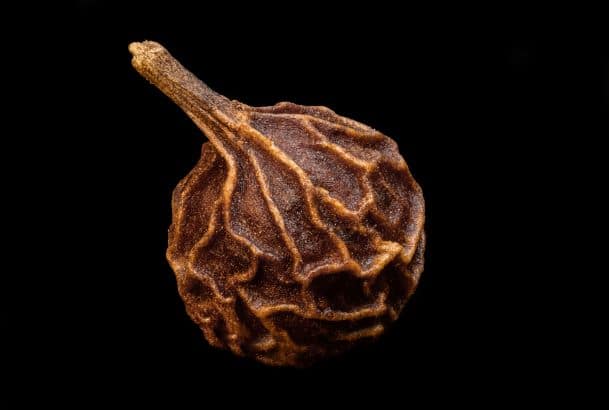 Kubenenpfefferkorn zur Gewinnung von Kubebenpfeffer Öl (Piper cubeba) aus Indonesien – Ätherisches Öl