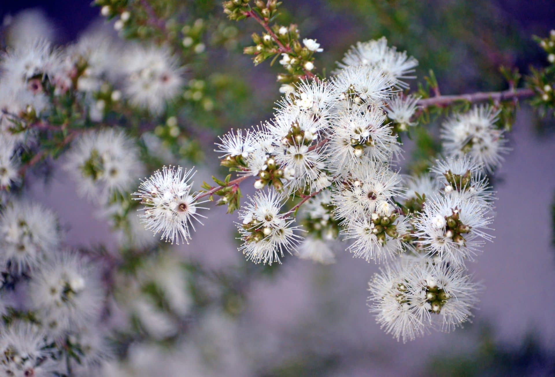 Weie, australische Kunzea ambigua zur Gewinnung von Kunzea (ätherisches Öl)