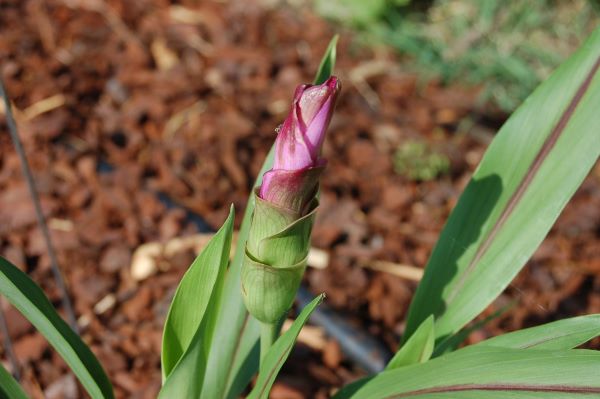 Kurkumablätter mit Blüte zur Gewinnung von Kurkumablätter Öl (ätherisches Öl) Gelbwurzel Blätter Öl