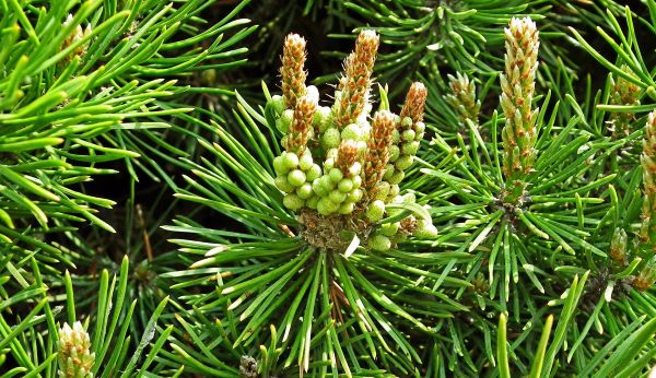 Frischer Latschenkiefer-Zweig mit grünen Nadeln und Knospen in den Alpen – natürliche Quelle für das Hydrolat.