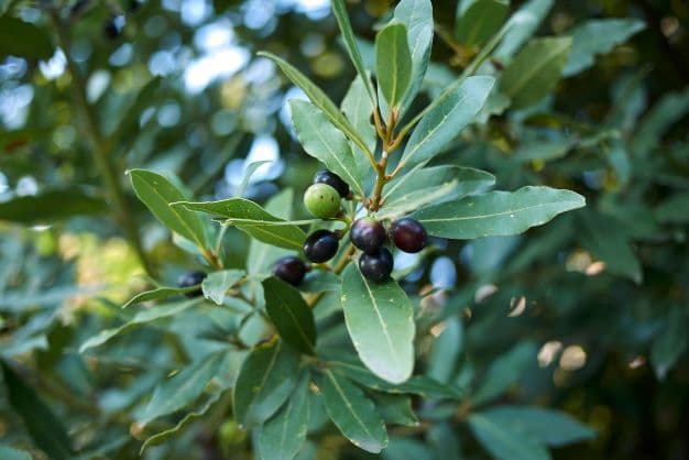 Zweig von Laurus Nobilis mit Beeren zur Gewinnung von Lorbeerbeeren bio (ätherisches Öl)