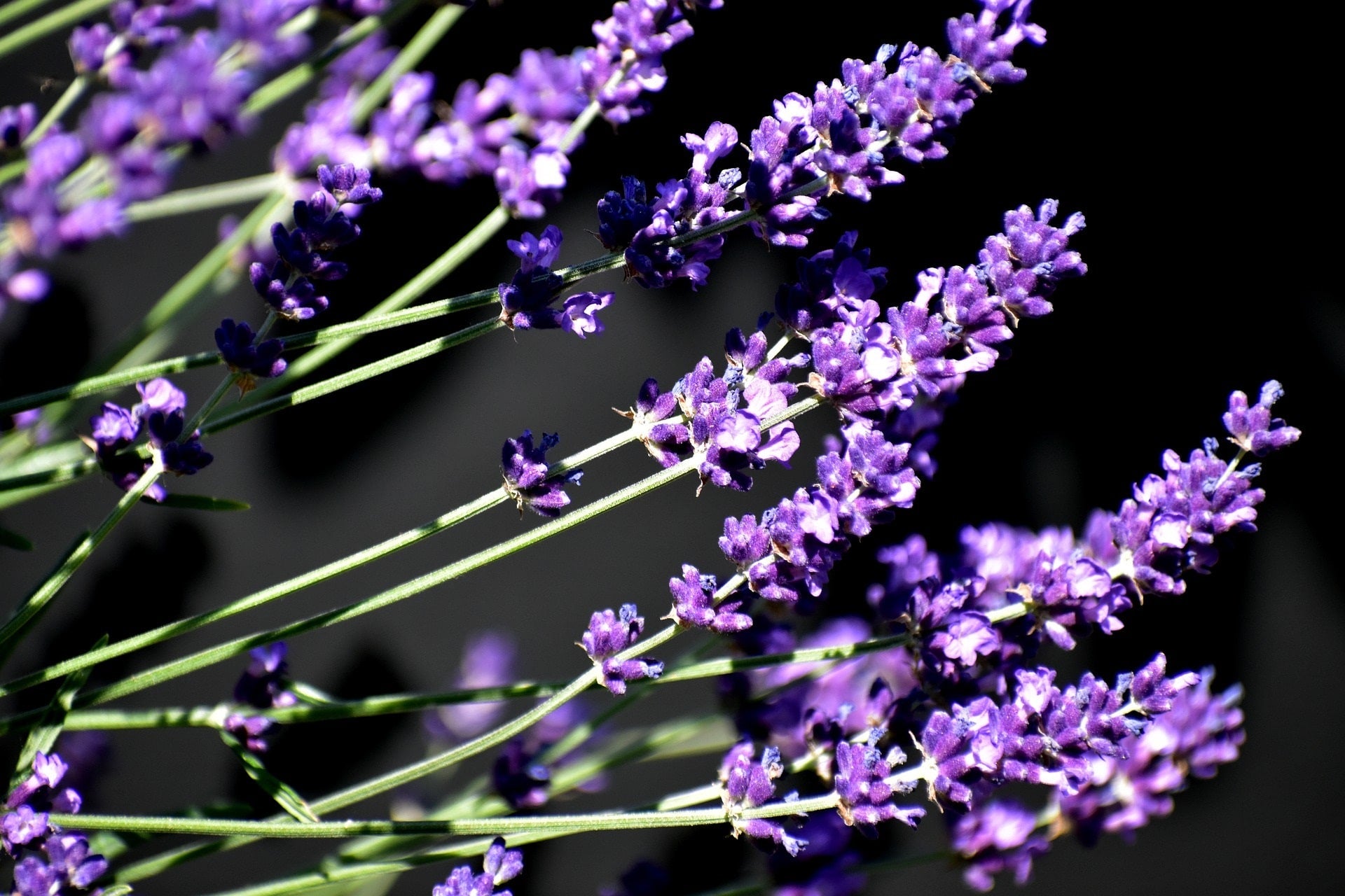 Blühender Lavandin Grosso -Lavendel zur Gewinnung von bestem Lavandin Grosso Öl bio (ätherisches Öl).