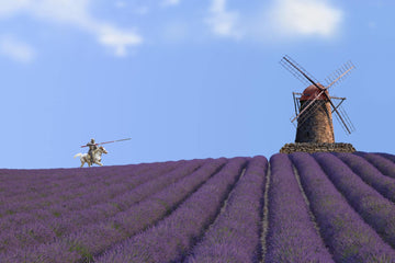 Lavendelöl luisieri bio (Lavandula luisieri), ätherisches Öl - von ESSENCE - PUR | naturrein & hochwertig