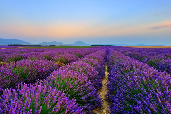 Endloses Lavendelfeld unter blauem Himmel – Symbol für naturreines Bio-Lavendelöl aus der Provence
