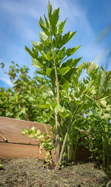 Liebstöckel (ätherisches Öl) - von ESSENCE - PUR | naturrein & hochwertig