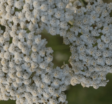 Schafgarbe weiß (Achillea Ligustica) wild - von ESSENCE - PUR | naturrein & hochwertig