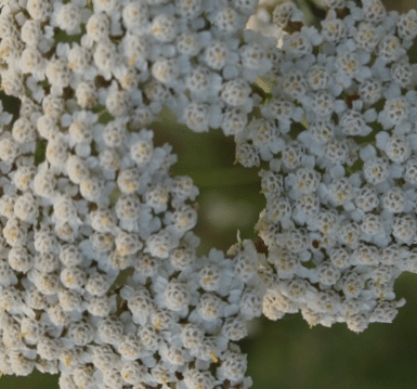 Achillea Ligustica zur Gewinnung von Schafgabe weiss (Achillea Ligustica) bio