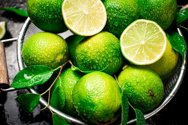 frische grüne Limmeten zur Gewinnung von destilliertem Limettenöl bio (ätherisches Öl)