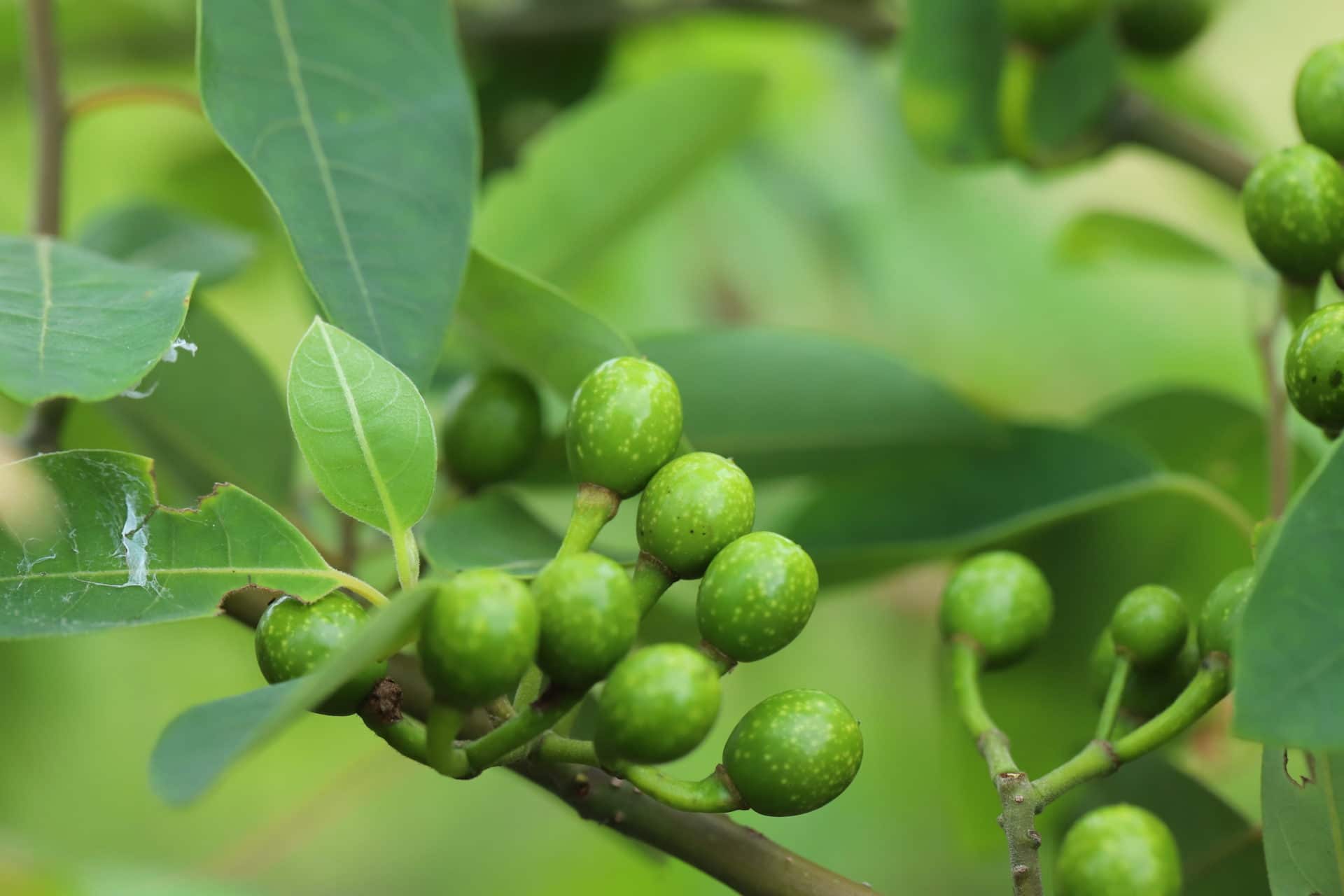 Litsea Cubeba zur Gewinnung von Litsea Cubeba (Litseaöl) bio