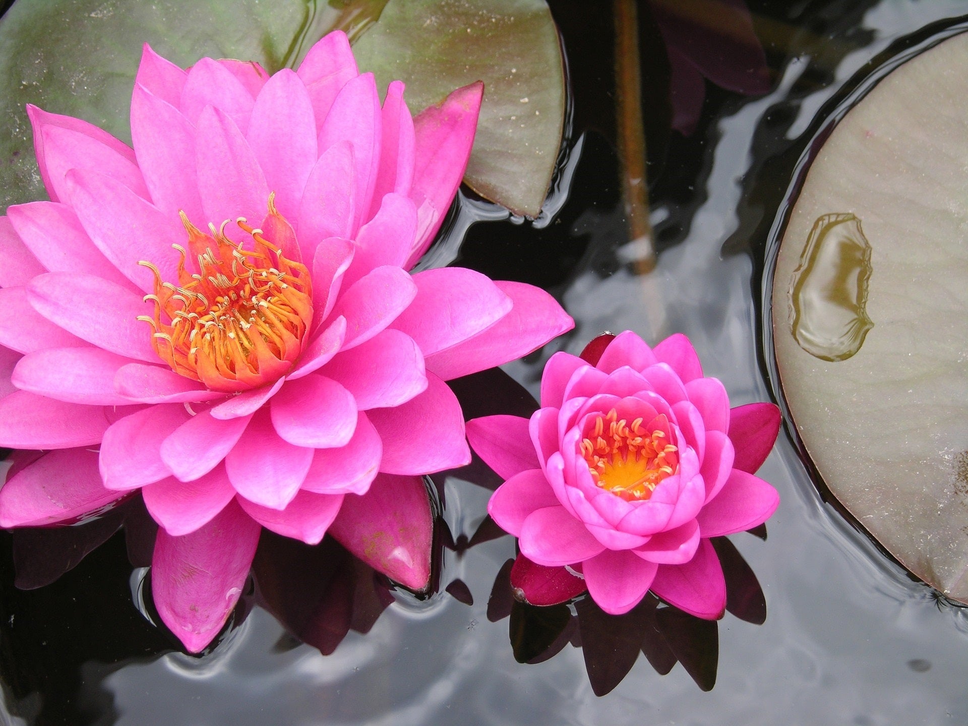 pinke Lotusblüten zur Herstellung von Lotus pink absolue 30% (Bio-Alkoholverdünnung)