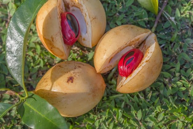 Muskatblüten_Macis zur Gewinnung von Muskatblütenöl bio Macis (ätherisches Öl)