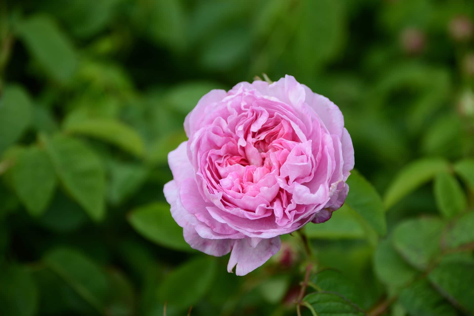 Mairose zur Gewinnung von Mairose absolue (Bio-Alkoholverdünnung) 20%