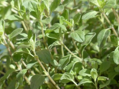 Origanum majorana zur Gewinnung von Majoranöl bio - Origanum majorana (ätherisches Öl)