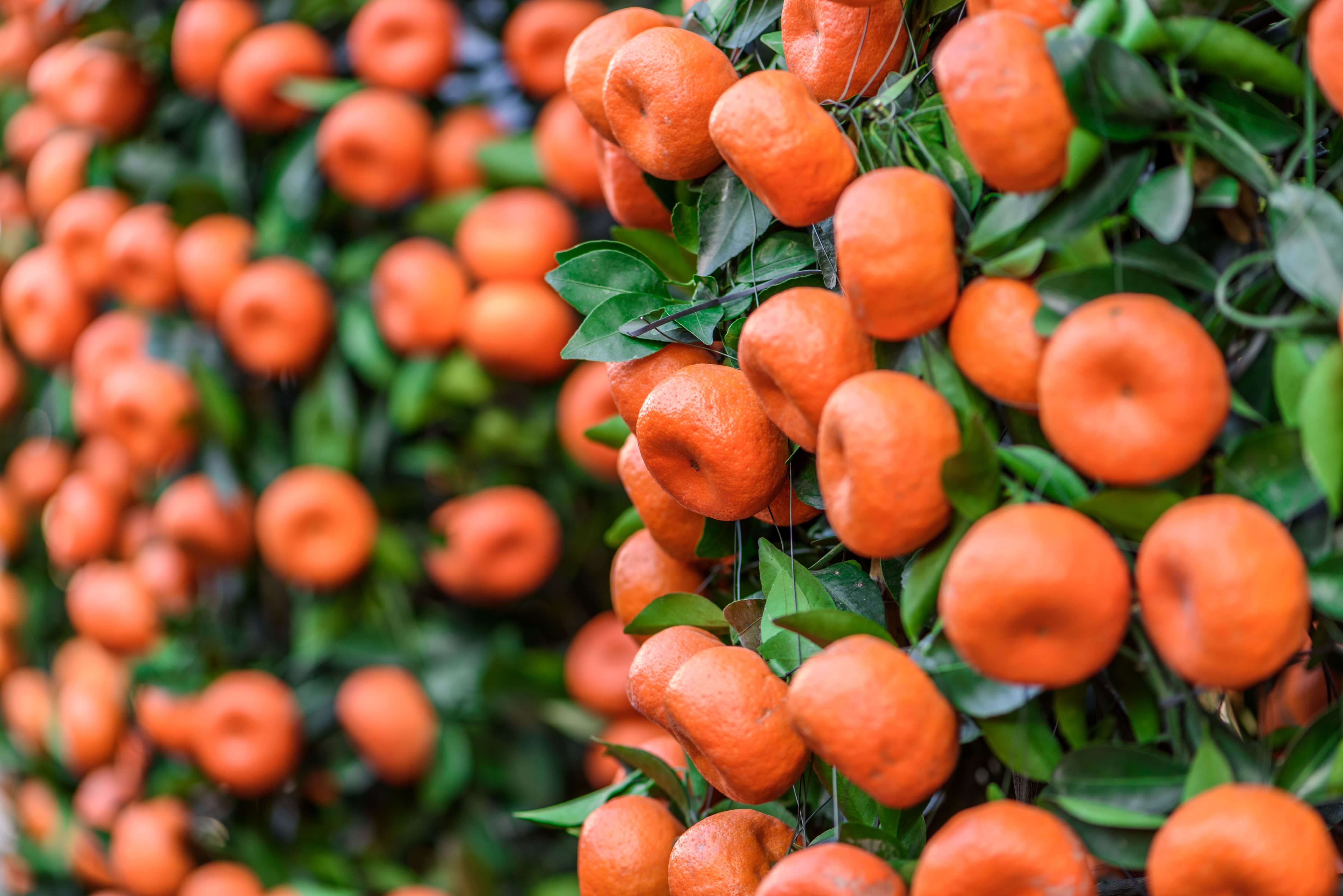 Strauch voller Bio-Mandarinen zur Gewinnung 100% naturreinem Mandarinenöl rot bio aus Italien