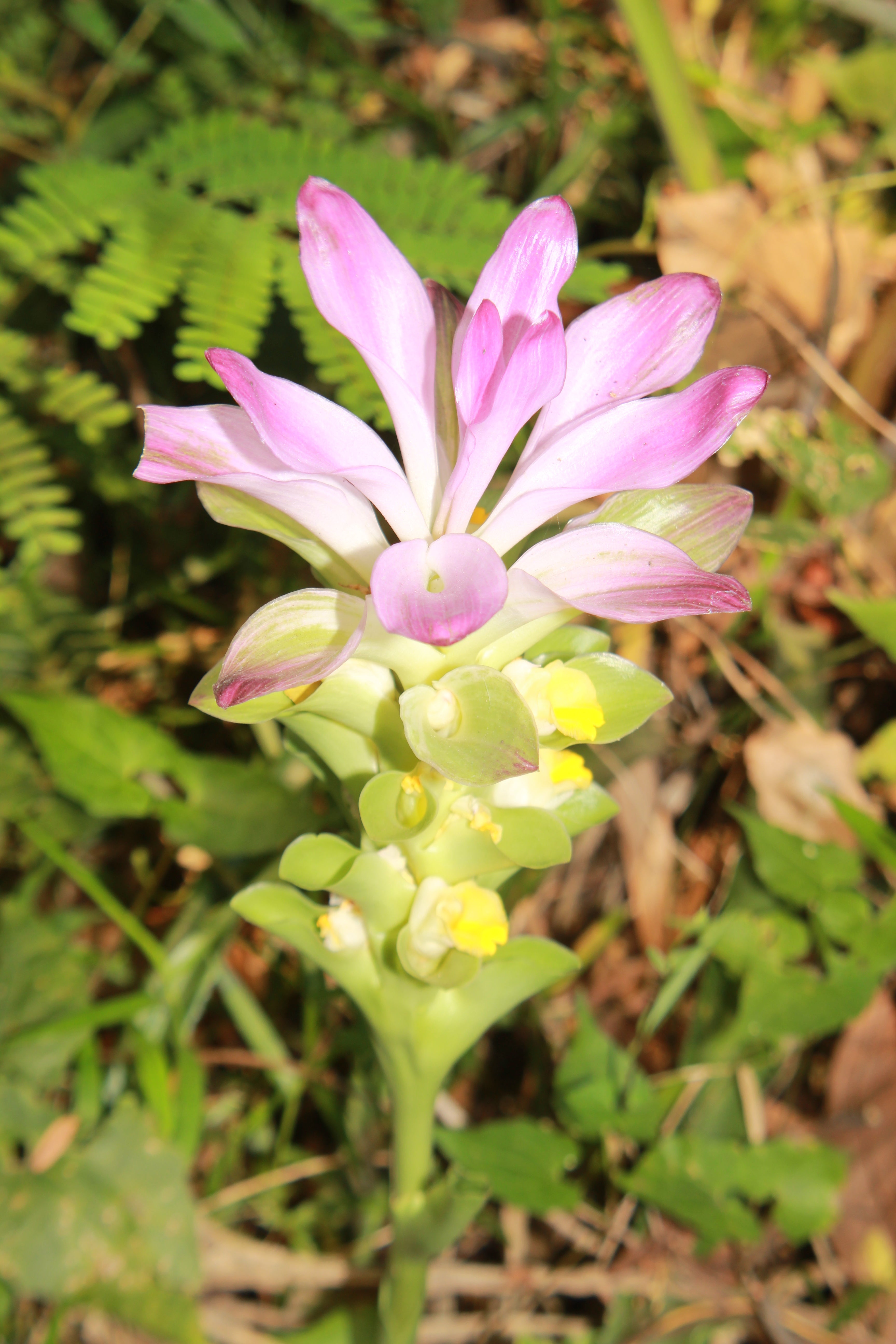 Grosse pinke Mango Ginger Pflanze zur Gewinnung von Mango Ginger - Curcuma amada (ätherisches Öl)