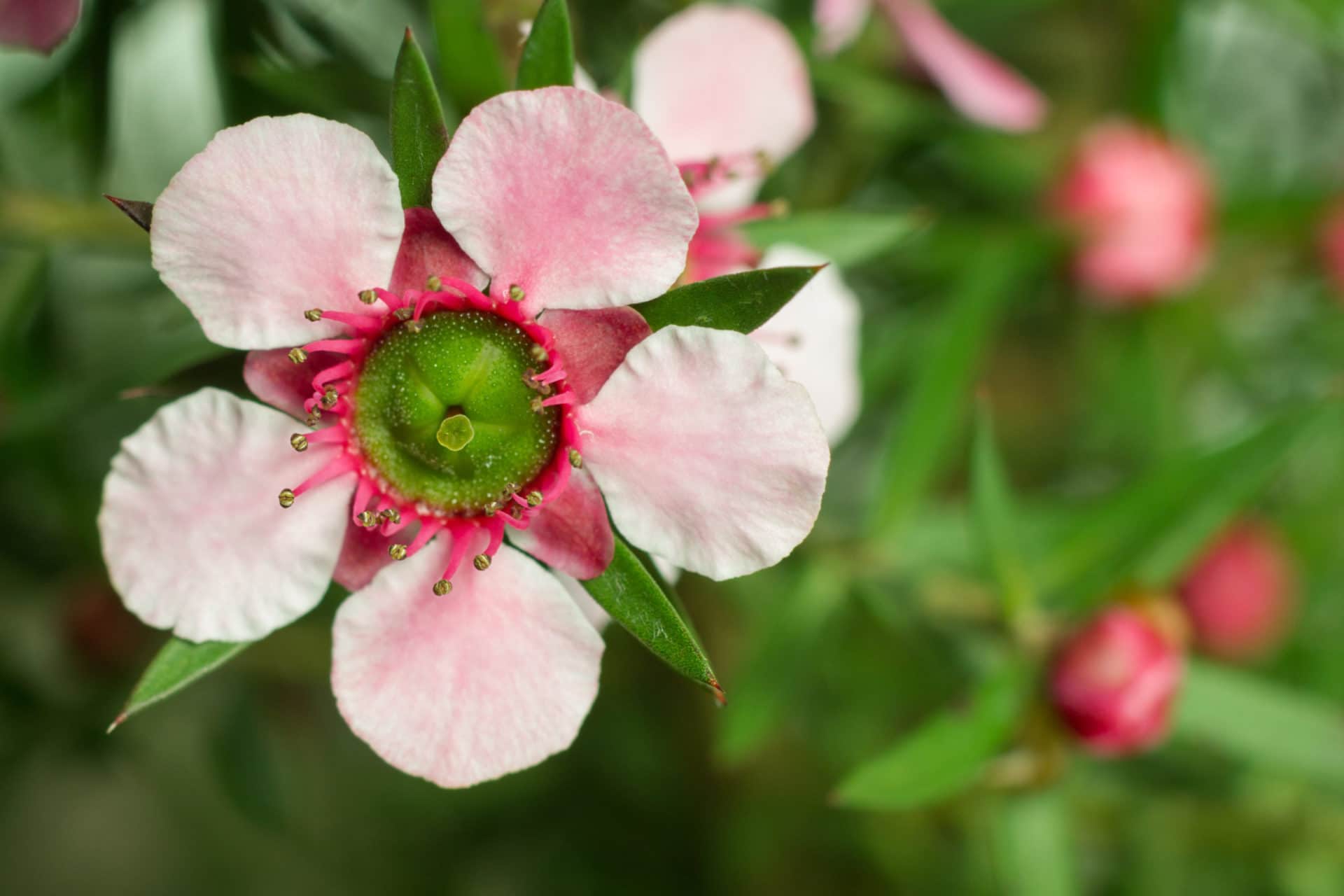 Manuka in Blüte zur Gewinnung von Manukaöl bio (ätherisches Öl)