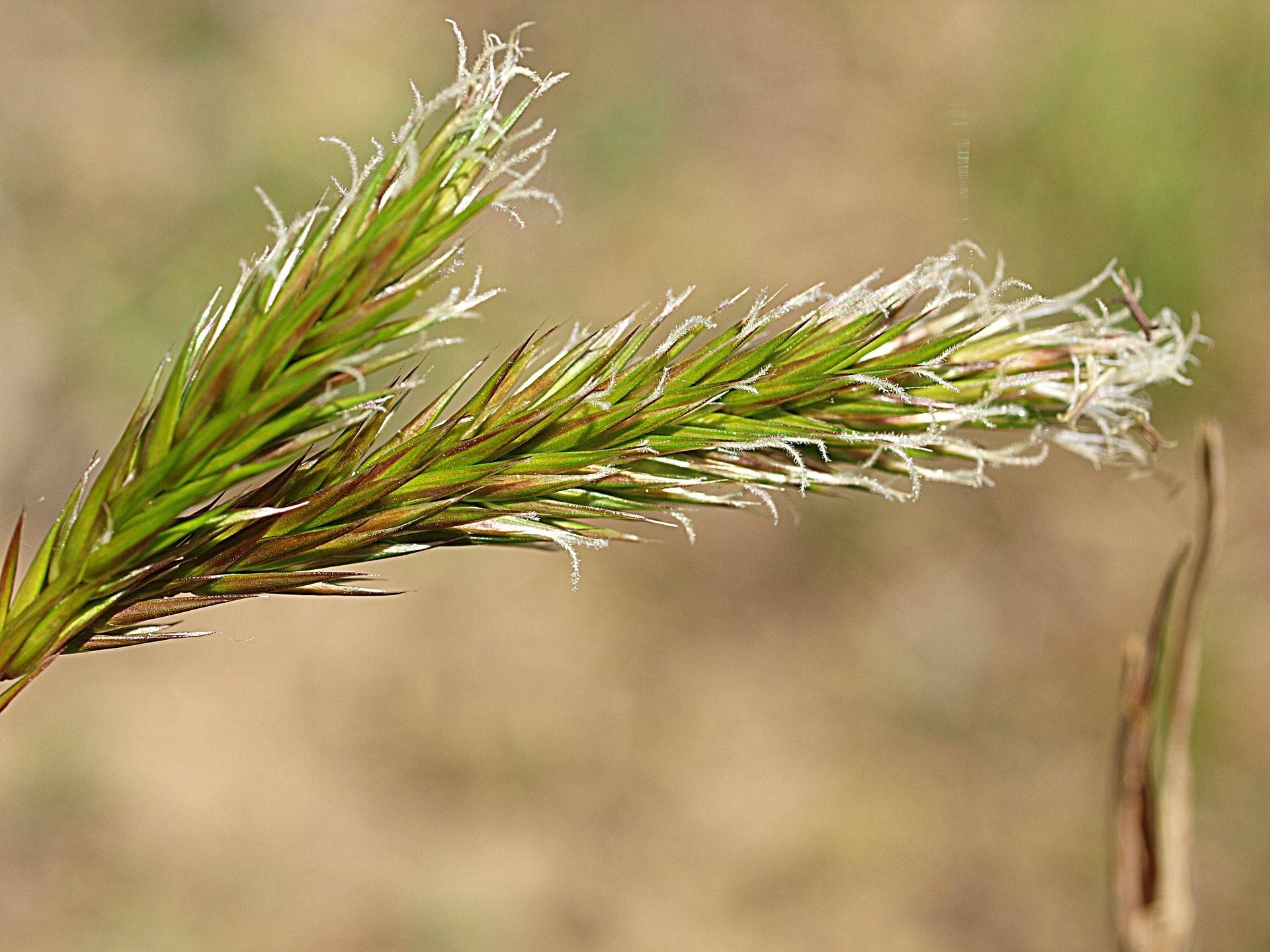 Nahaufnahme vAnthoxanthum odoratum – wohlriechendes Ruchgras auf einer Sommerwiesen 