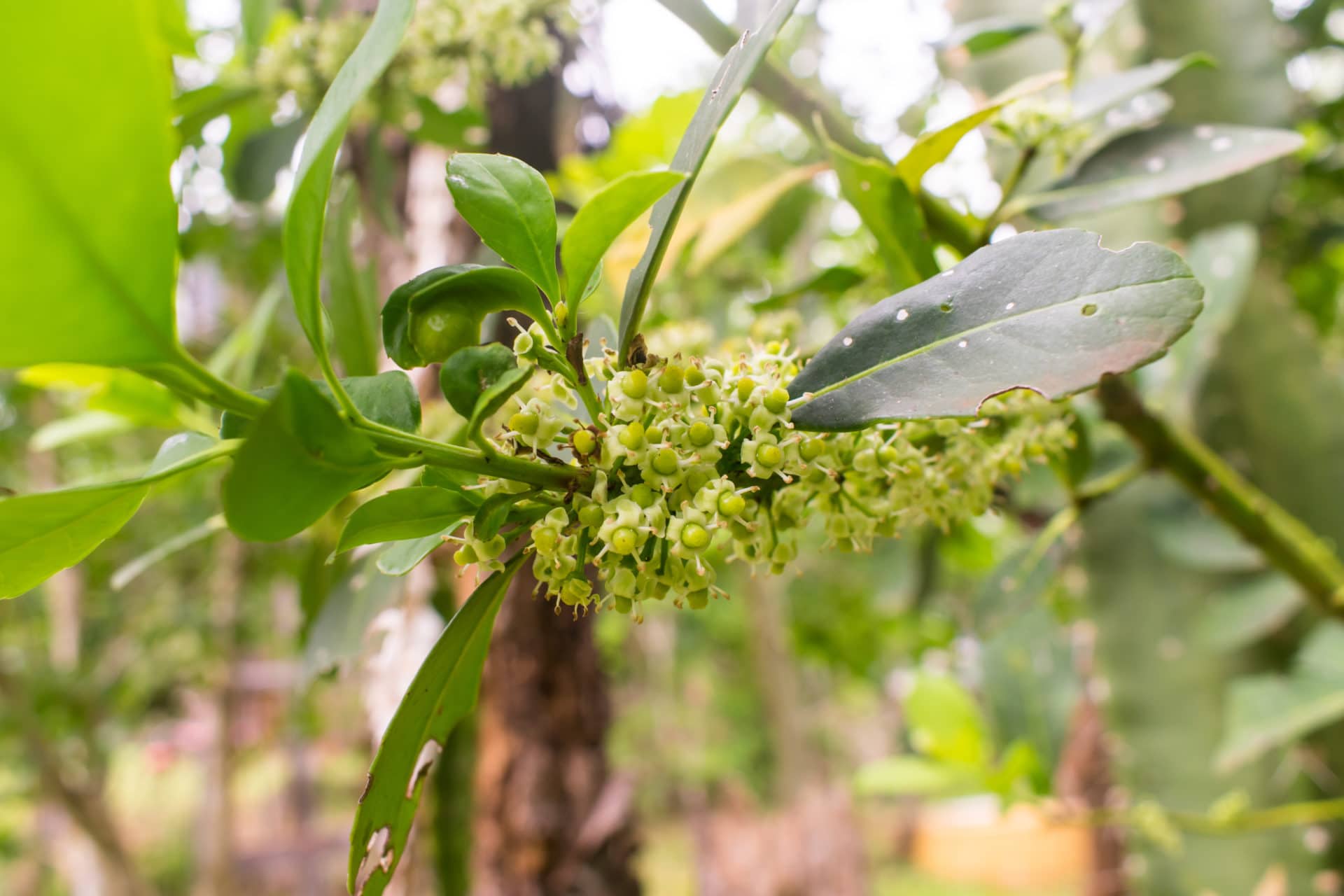 Ilex paraguariensis zur Gewinnung von Mate Resinoid 100% (Ilex paraguariensis)
