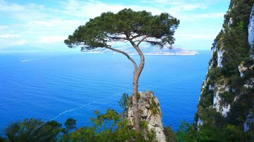 Meerkiefernadelöl bio (Pinus pinaster) - von ESSENCE - PUR | naturrein & hochwertig
