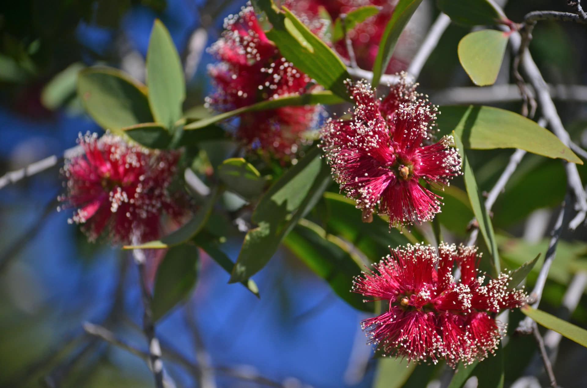 Melaleuca viridiflora zur Gewinnung von Niaouli bio - ätherisches Öl