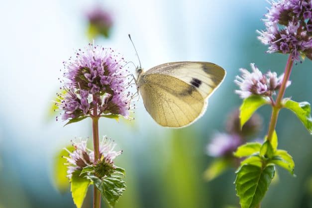 Mentha citrata zur Gewinnung von Bergamotteminze bio (ätherisches Öl) - Mentha citrata