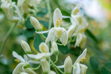 Moringa Öl bio (kaltgepresst) - von ESSENCE - PUR | naturrein & hochwertig