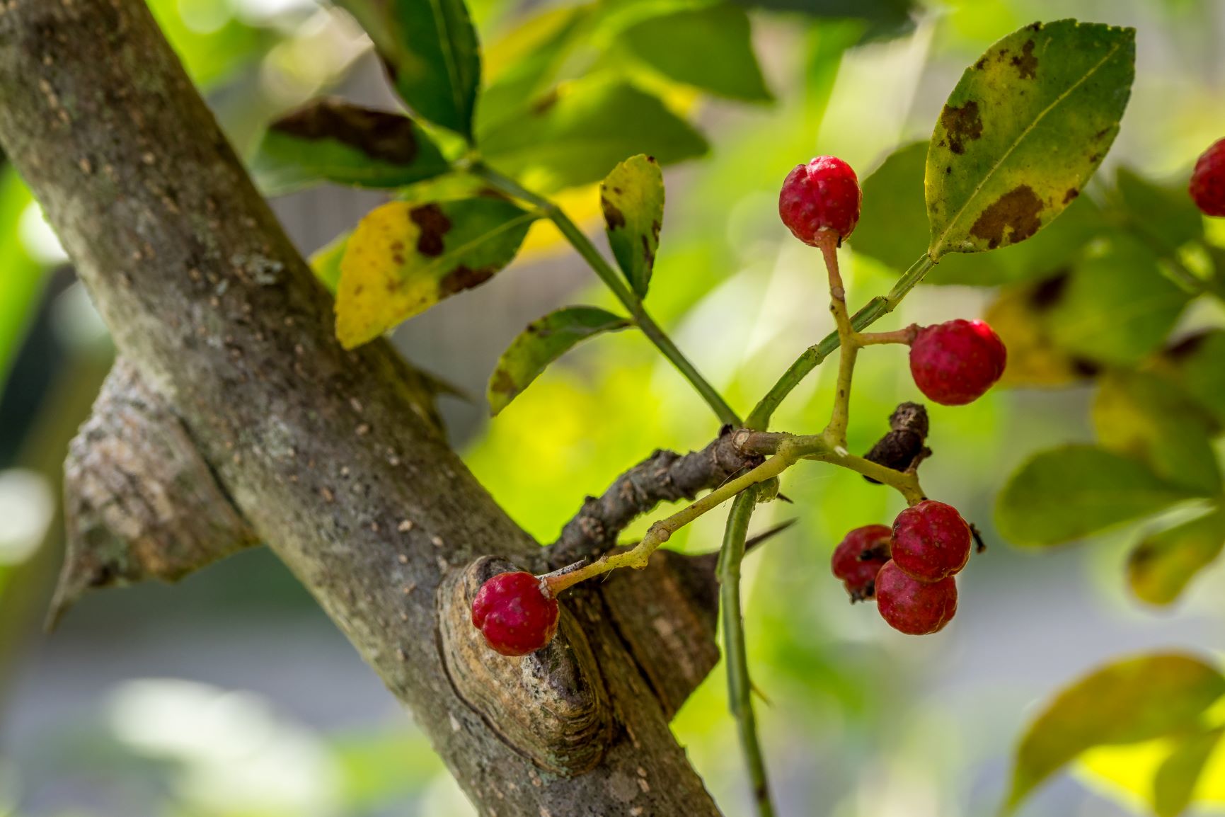 Rote Fruchtkapseln des Mullilam-Baums (Zanthoxylum limonella) an einem Zweig mit grünen Blättern – aromatische Quelle des seltenen ätherischen Öls