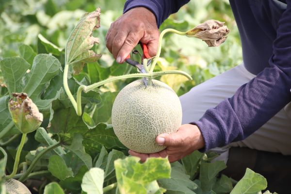Moschusmelone wird von Hand geerntet. Die Kerne - Samen werden zur Gewinnung von kaltgepressten Moschusmelonenöl verwendet.