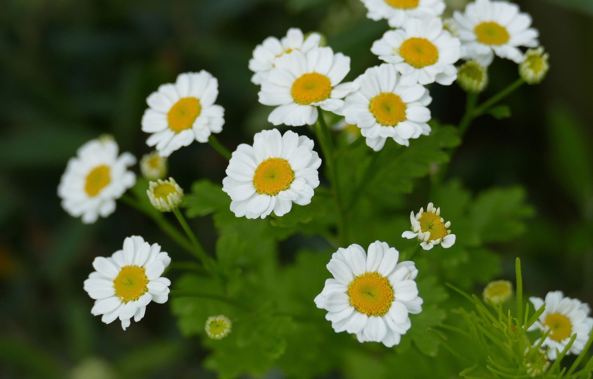 Mutterkraut-feverfew zur Gewinnung von Mutterkraut (ätherisches Öl)