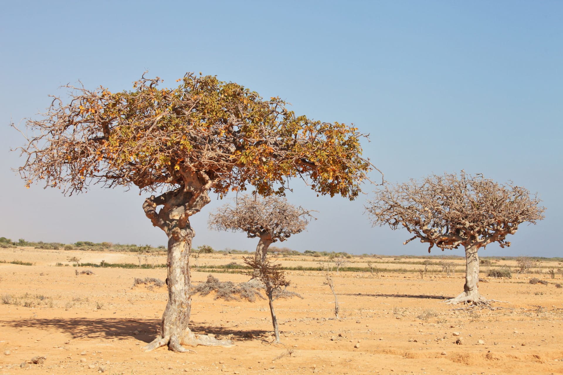 Myrrhe Baum in Somalia. Aus dem Harz wird Myrrhe bio (Commiphora myrrha) - Somaliland hergestellt.